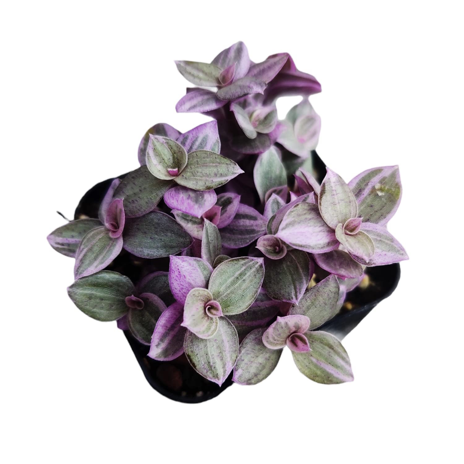 Live Wandering Jew Plants (Callisia Repens 'Pink Panther') - 2 Inch Pot - Rare Pink Variegated Houseplant for Home Decor, Office Desk & Indoor Gardening