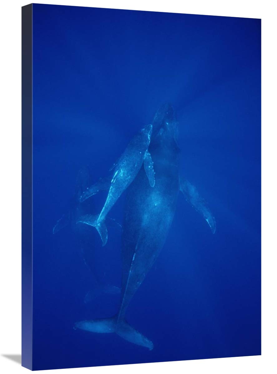 Humpback Whale Cow, Calf and Male Escort Canvas Art Print - 20x30 Inch Hawaiian Ocean Wildlife Wall Decor - Perfect for Living Room, Bedroom or Office