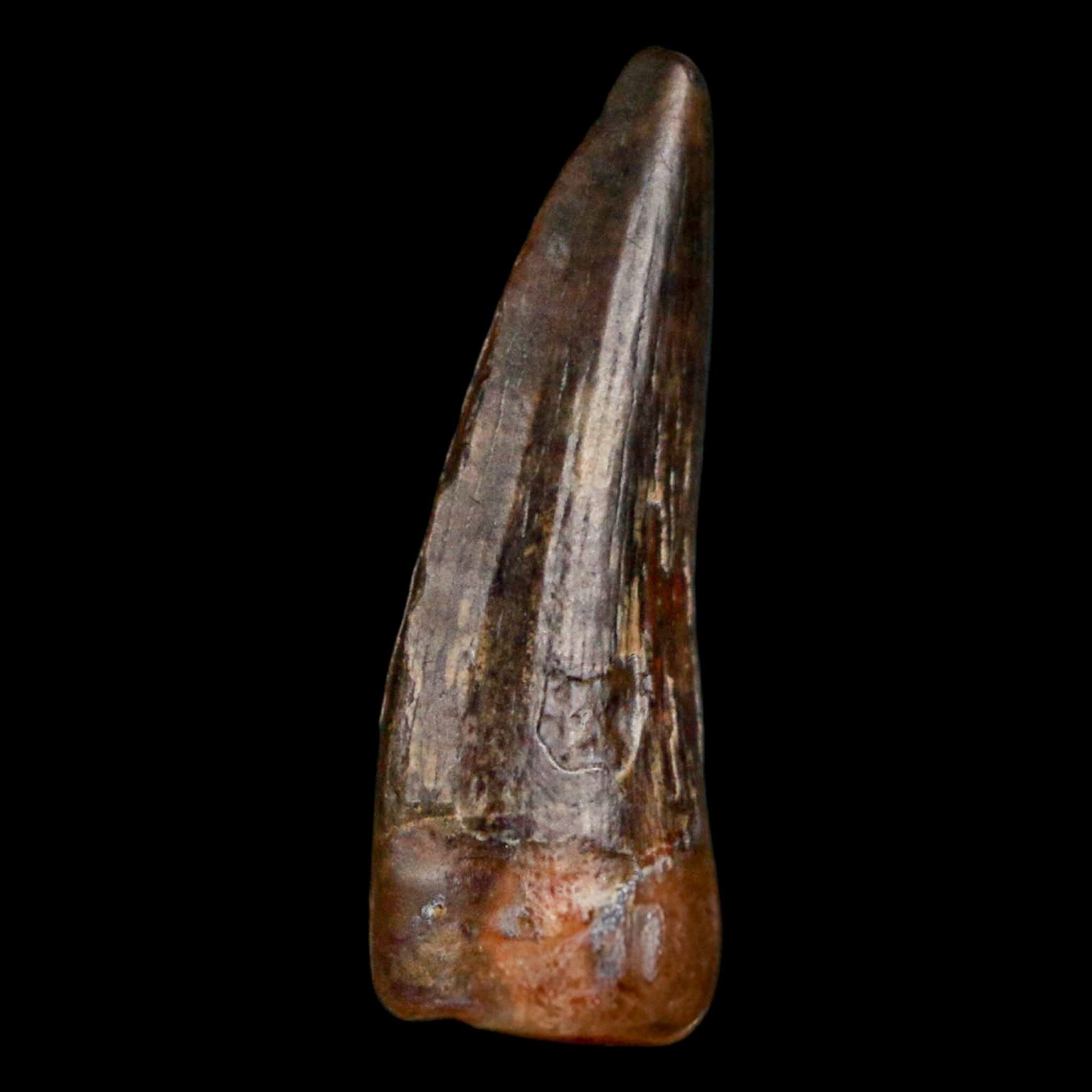 Authentic Suchomimus Dinosaur Tooth Fossil - Cretaceous Spinosaurid from Niger with COA | Perfect for Paleontology Enthusiasts & Fossil Collectors