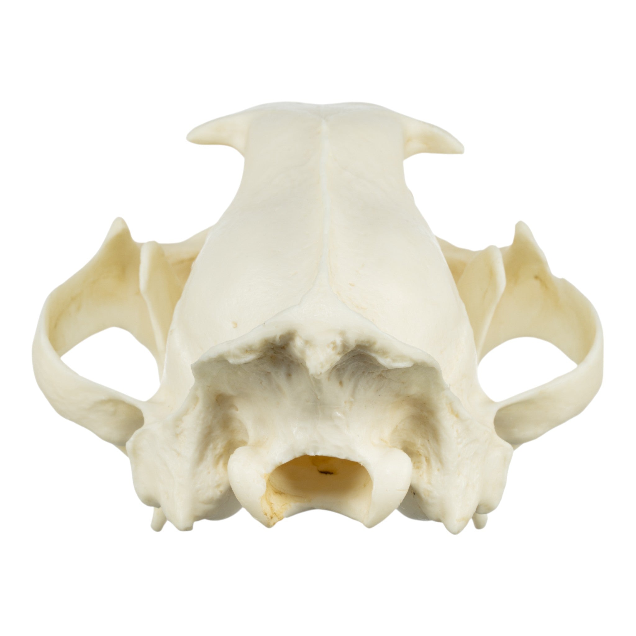 Authentic African Leopard Skull Replica - Premium Home Decor & Unique Gift for Wildlife Enthusiasts - Perfect for Safari-Themed Rooms, Hunting Lodges & Taxidermy Displays
