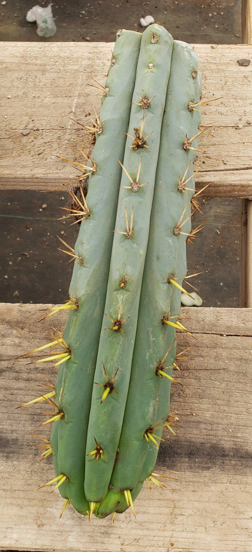 EC107 EXACT Trichocereus Bridgesii SunSpine Cactus Cutting - Rare Succulent Plant for Home Decor & Gardening