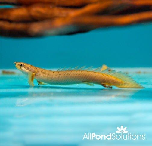Polypterus Senegalus - Senegal Bichir Fish for Aquarium | Exotic Freshwater Fish for Home & Office Tanks