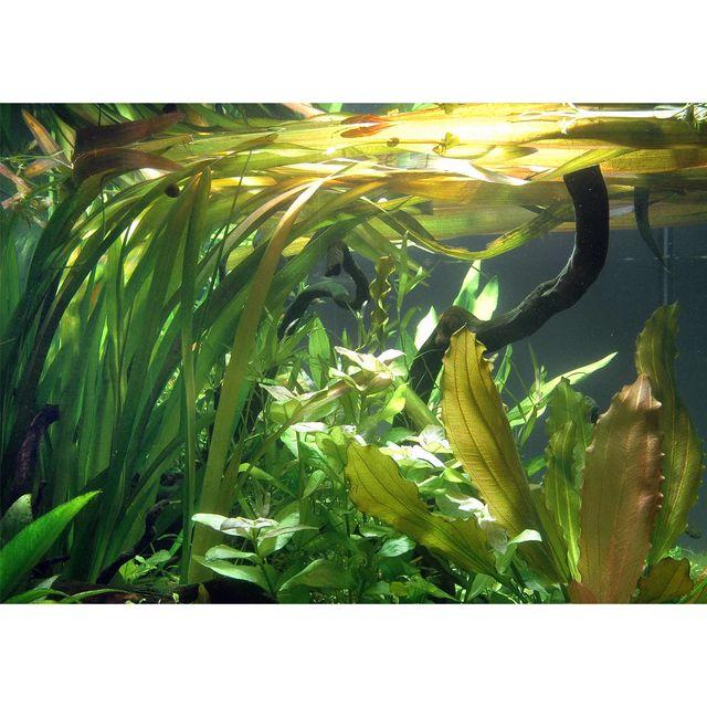 TCulture Vallisneria Gigantea Live Aquarium Plants (Pot) - Perfect for Freshwater Fish Tanks, Aquascaping & Aquatic Decor