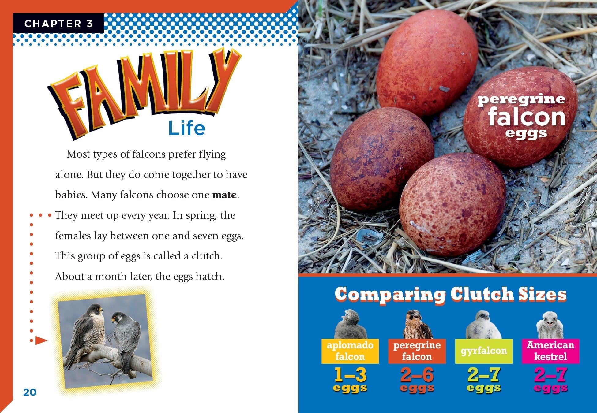 Falcons Book 9781623105532 - Explore the World of Falcons | Perfect for Bird Lovers & Nature Enthusiasts