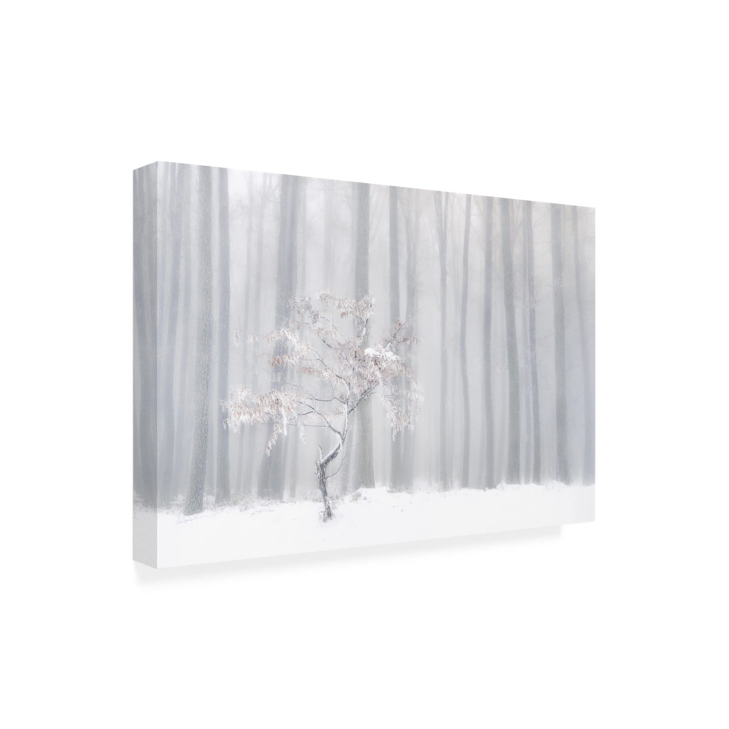 Trademark Fine Art 'In Front Of The Misty Curtain' Canvas Wall Art Print by Peter Svoboda MQEP - Perfect for Living Room, Bedroom & Office Decor