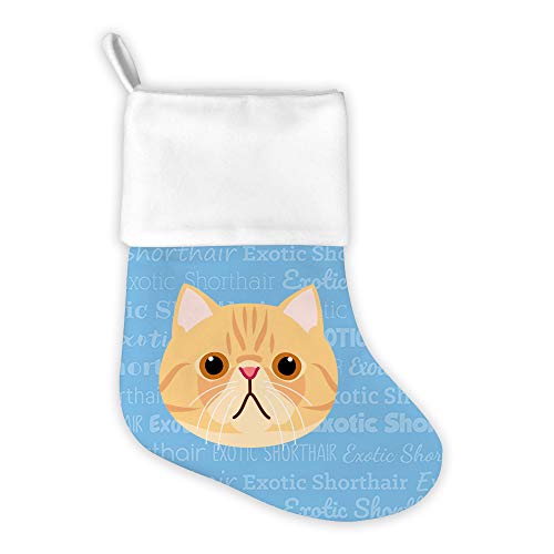 Exotic Shorthair