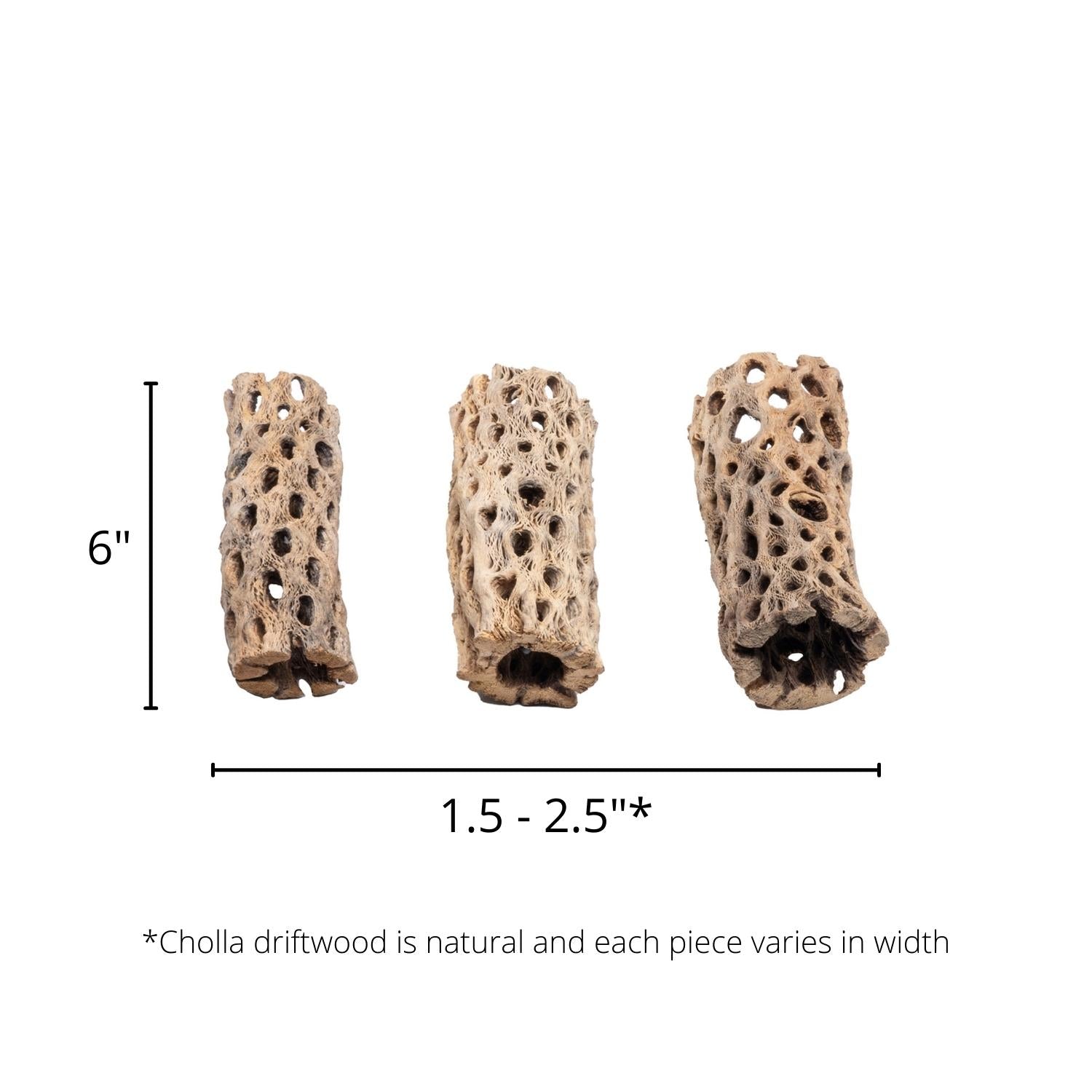 6 Inch Cholla Chain Fruit Driftwood for Reptile Terrarium & Aquarium Decor | Natural Cactus Wood for Habitat Enrichment