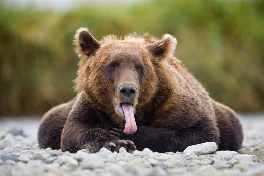 Grizzly Bear with Tongue Out - 36x54 Inch Giclee Art Print - Wildlife Travel Poster for Wall Decor - Perfect for Living Room, Office & Cabin Decor