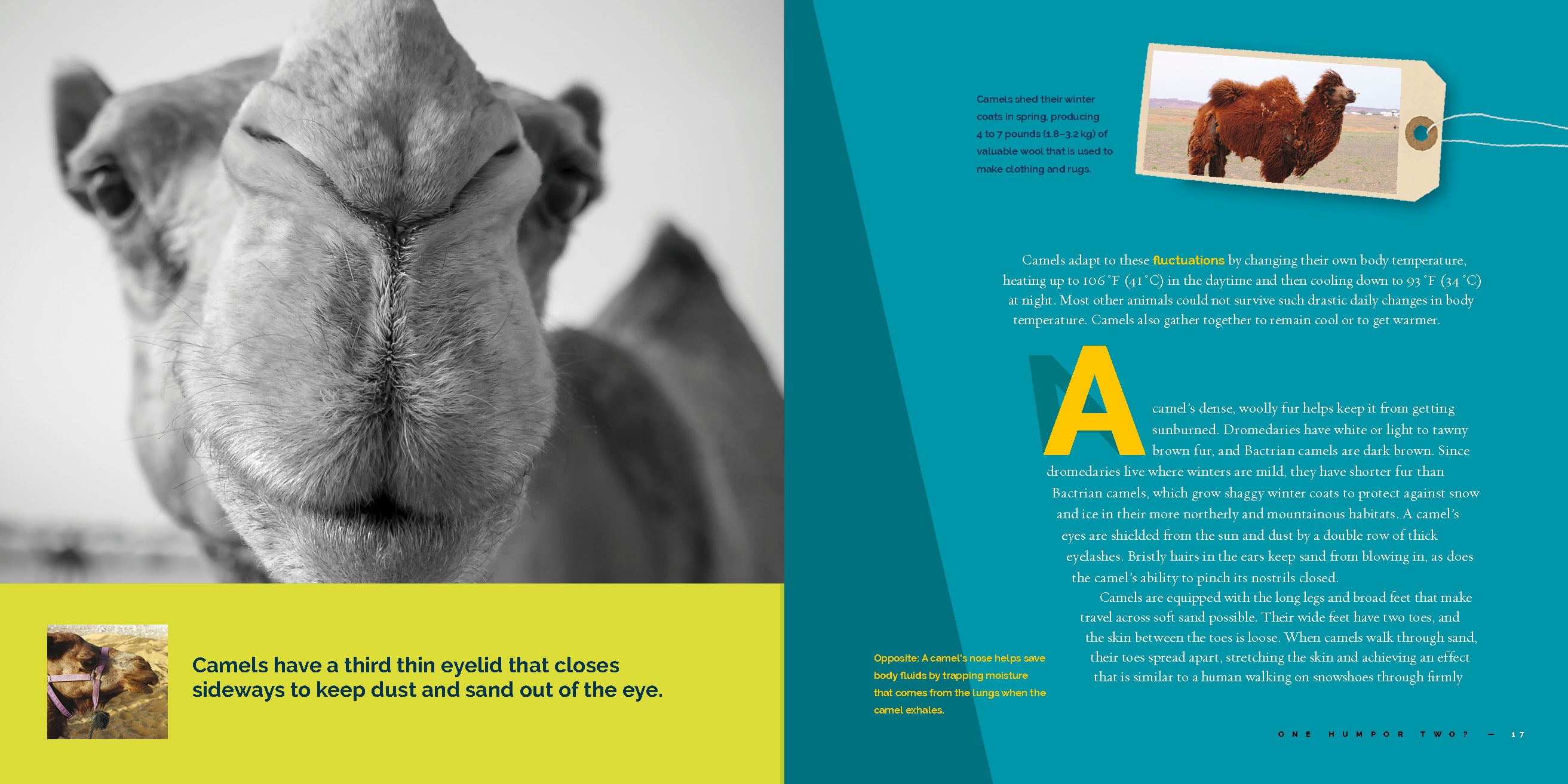 Camels - 9781640265967 | Desert Animal Book for Kids | Educational Wildlife Reading for Classroom & Home Learning