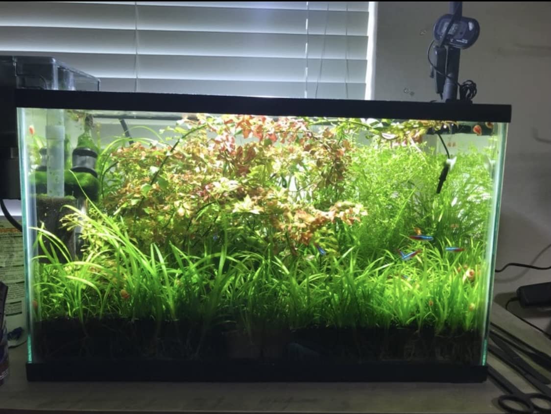 10x Dwarf Sagittaria Subulata Live Aquarium Plants - Freshwater Aquatic Carpeting Plants for Fish Tanks (Buy 2 Get 1 Free) - Perfect for Aquascaping, Foreground Planting & Shrimp Tanks