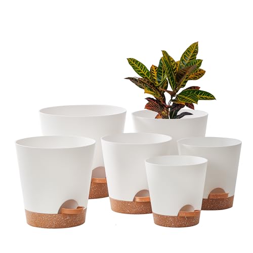 6- White With Terracotta