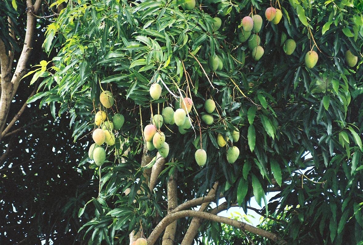 Live Mango Tree (Mangifera Indica 'Philippine') - 3 Gallon Potted Tropical Fruit Bearing Tree for Home Garden, Patio & Landscaping - Fresh Edible Mangoes for Smoothies, Salads & Healthy Snacks