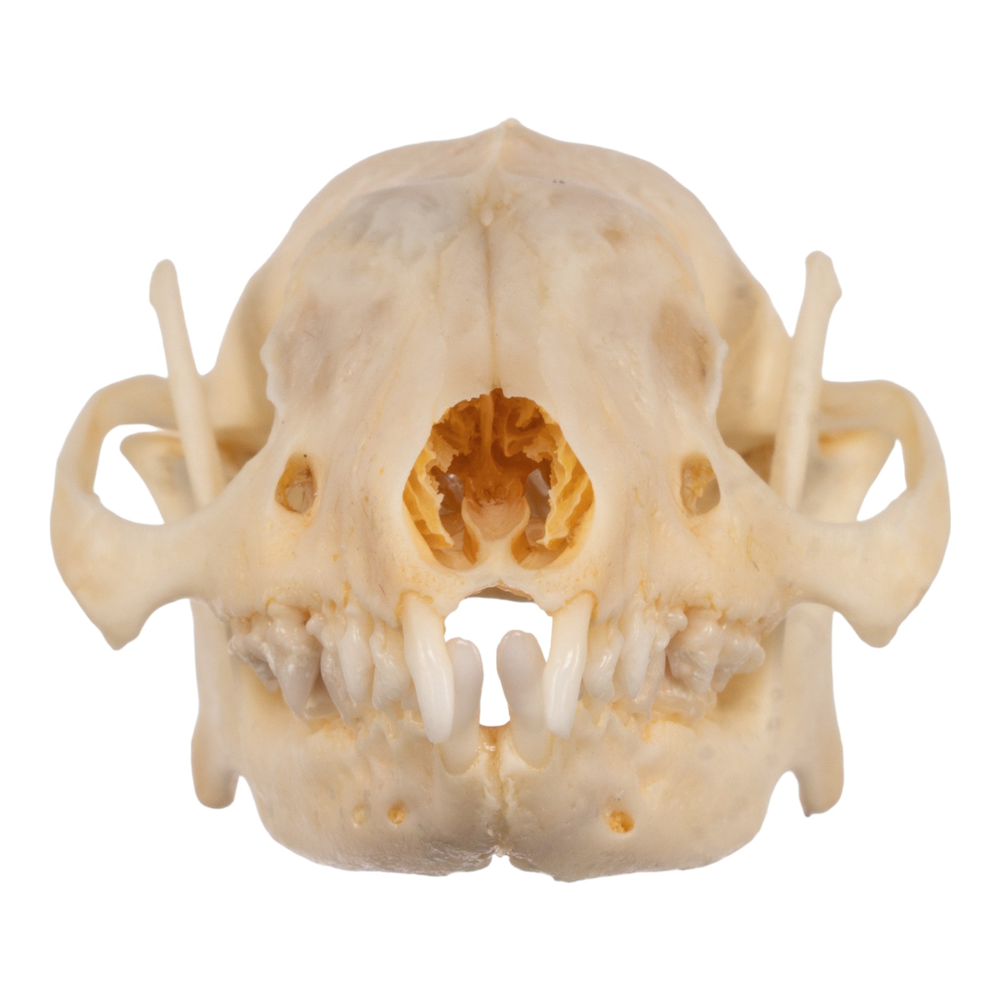 Real Hedgehog Skeleton Disarticulated - Perfect for Science Education, Biology Study & Halloween Decor