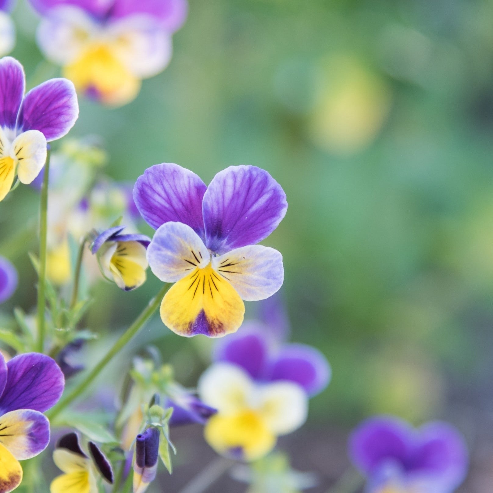 Johnny Jump Up Viola Seeds - Fragrant Purple & Yellow Pansy Flowers for Garden, Containers & Hanging Baskets | Perfect for Borders, Rock Gardens & Pollinator-Friendly Landscapes