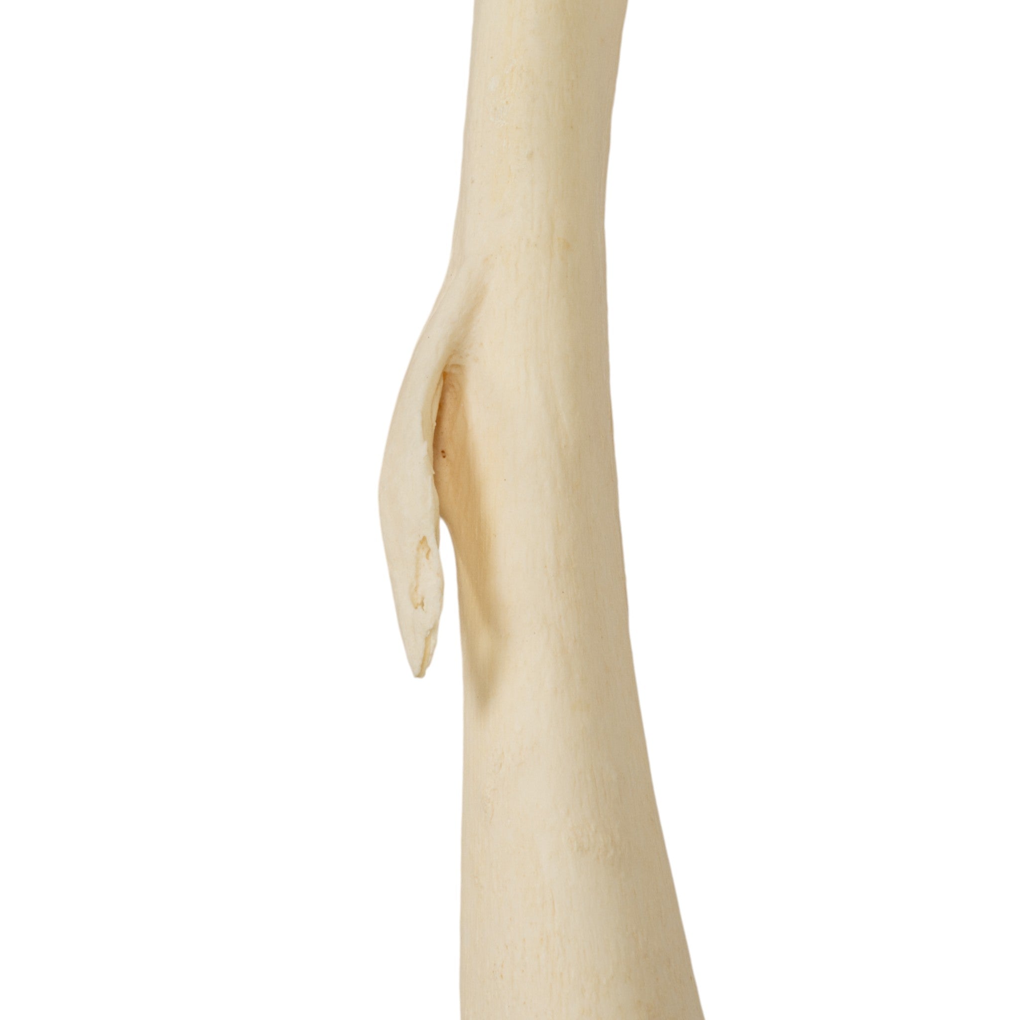 Premium Disarticulated Human Skeleton Model for Medical Education - Anatomically Accurate Teaching Tool for Classrooms, Labs & Medical Studies
