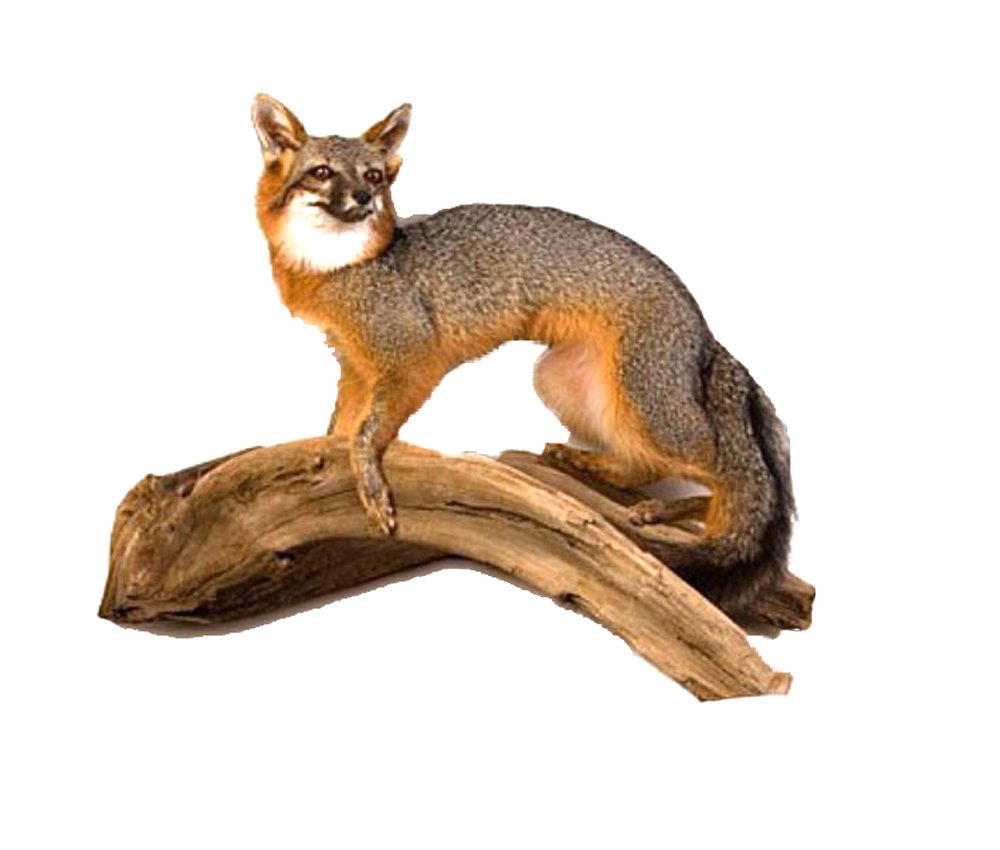 Realistic Standing Grey Fox Taxidermy Mount - Handcrafted Wildlife Decor for Home, Office, or Cabin - Perfect Hunting Lodge Gift & Nature Lover Present