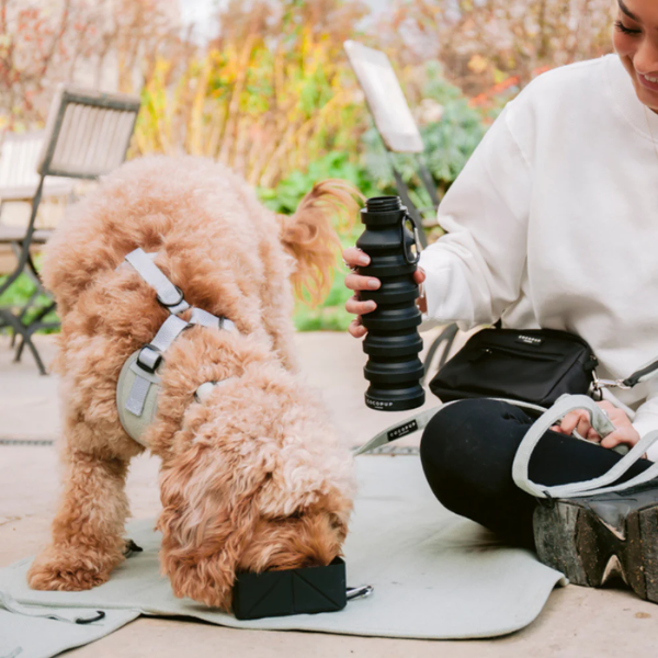 Foldable Travel Bowl for Dogs - Collapsible Pet Food & Water Dish - Portable Black Silicone Bowl for Camping, Hiking & Outdoor Adventures