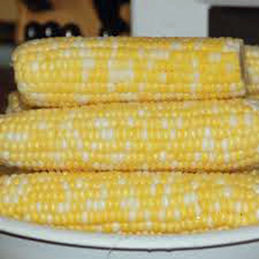 Non-GMO Heirloom Corn Seed Garden Collection - 6 Top Varieties by Country Creek Acres for Home Gardening & Sustainable Farming