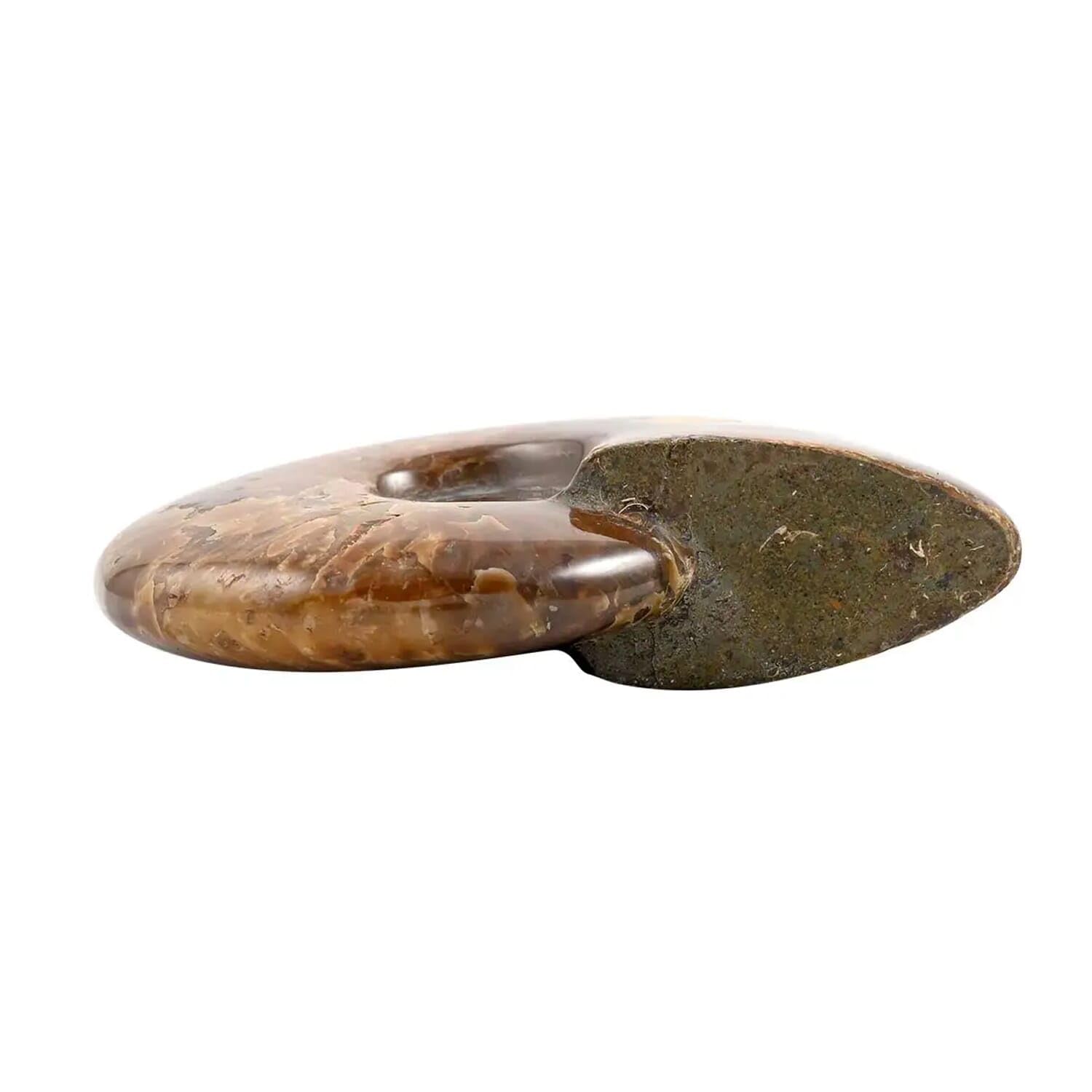 Red Ammonite Figurine - Small Home Decor for Indoor & Outdoor | Unique Birthday Gift Idea | Perfect for Living Room, Garden & Office Desk Decor