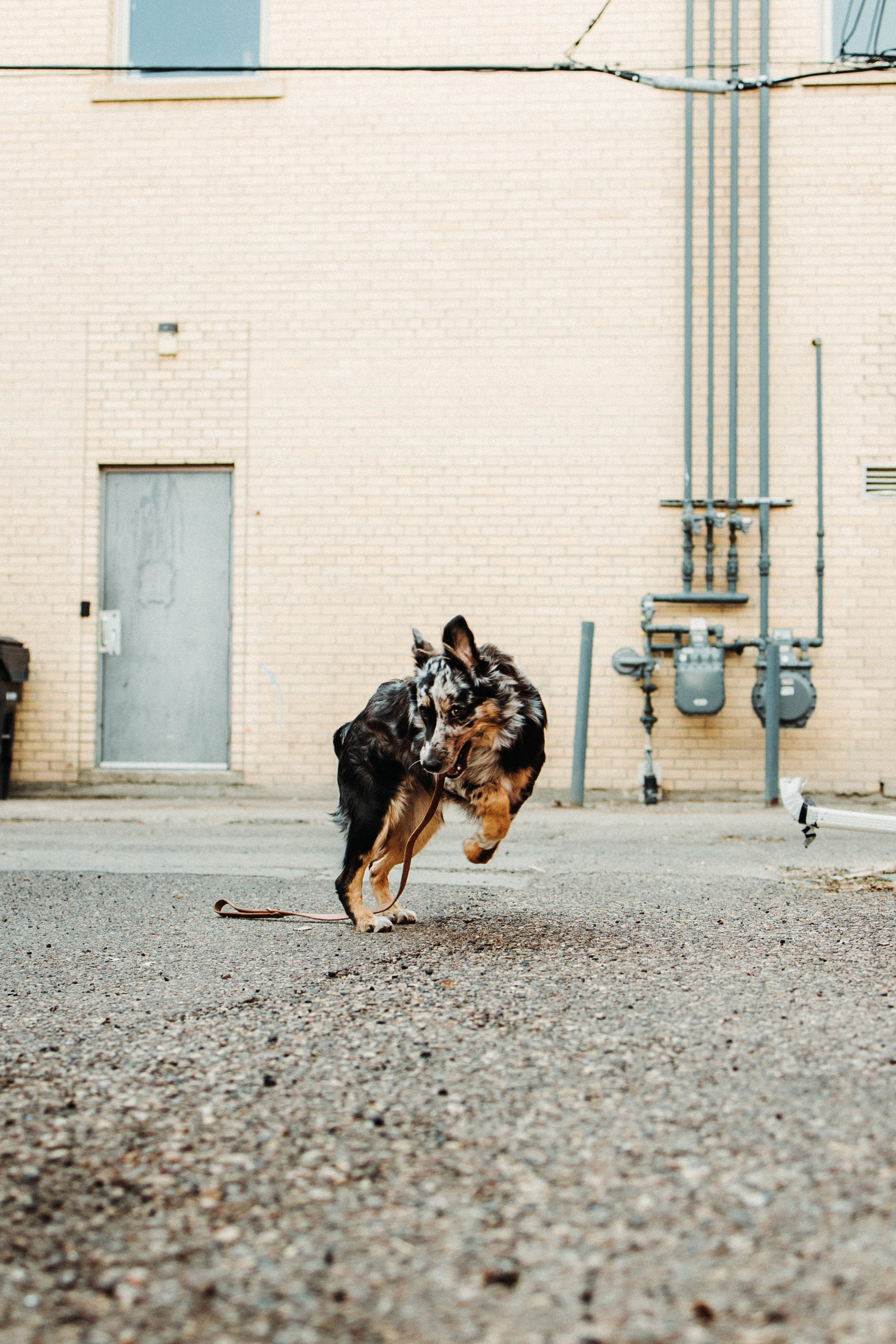 Durable The Jake Dog Leash in Black - Strong Nylon Pet Leash for Medium & Large Dogs - Perfect for Walking, Running & Outdoor Adventures