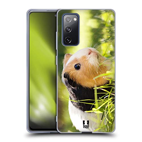 Guinea Pig Pet