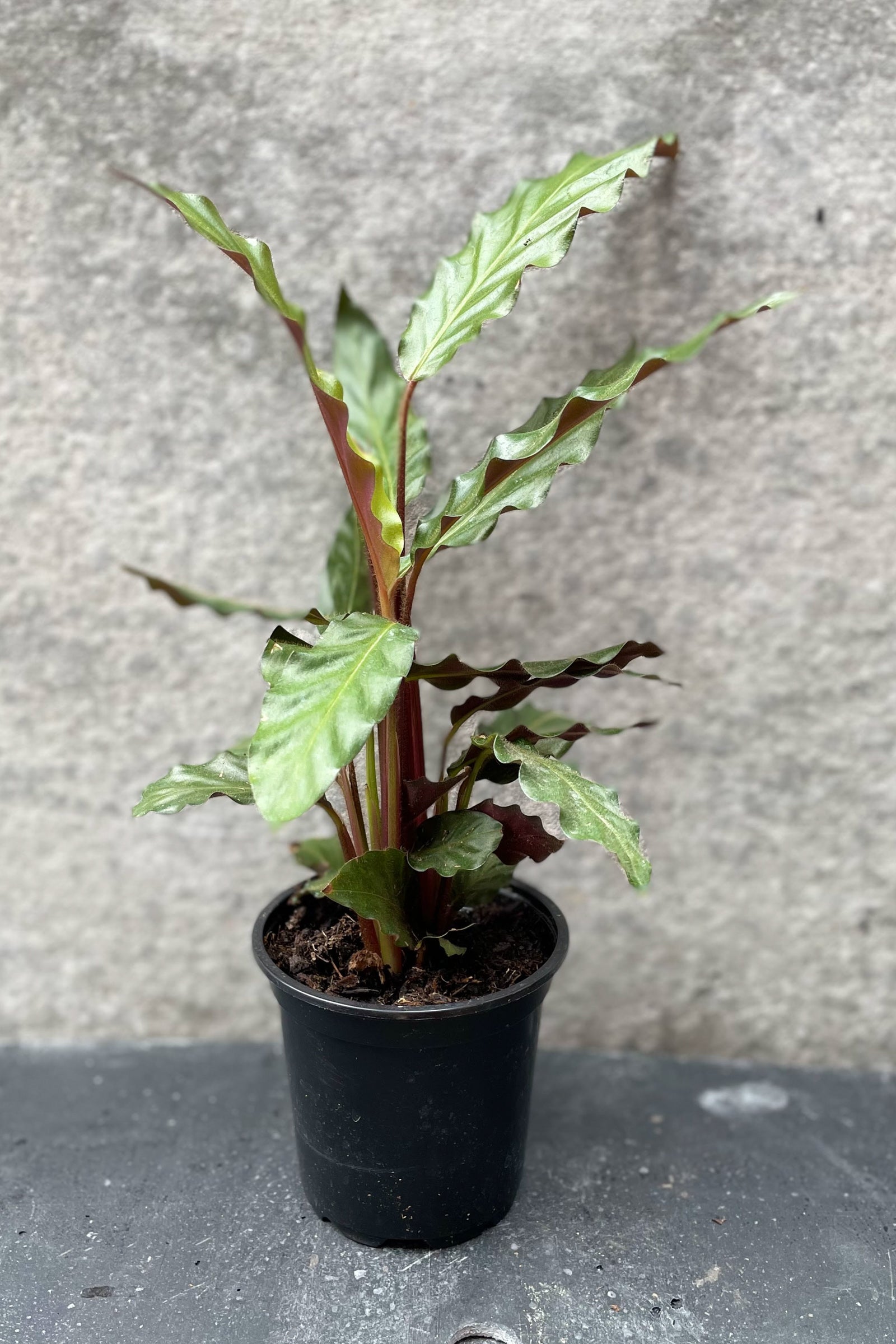 Calathea Rufibarba 4