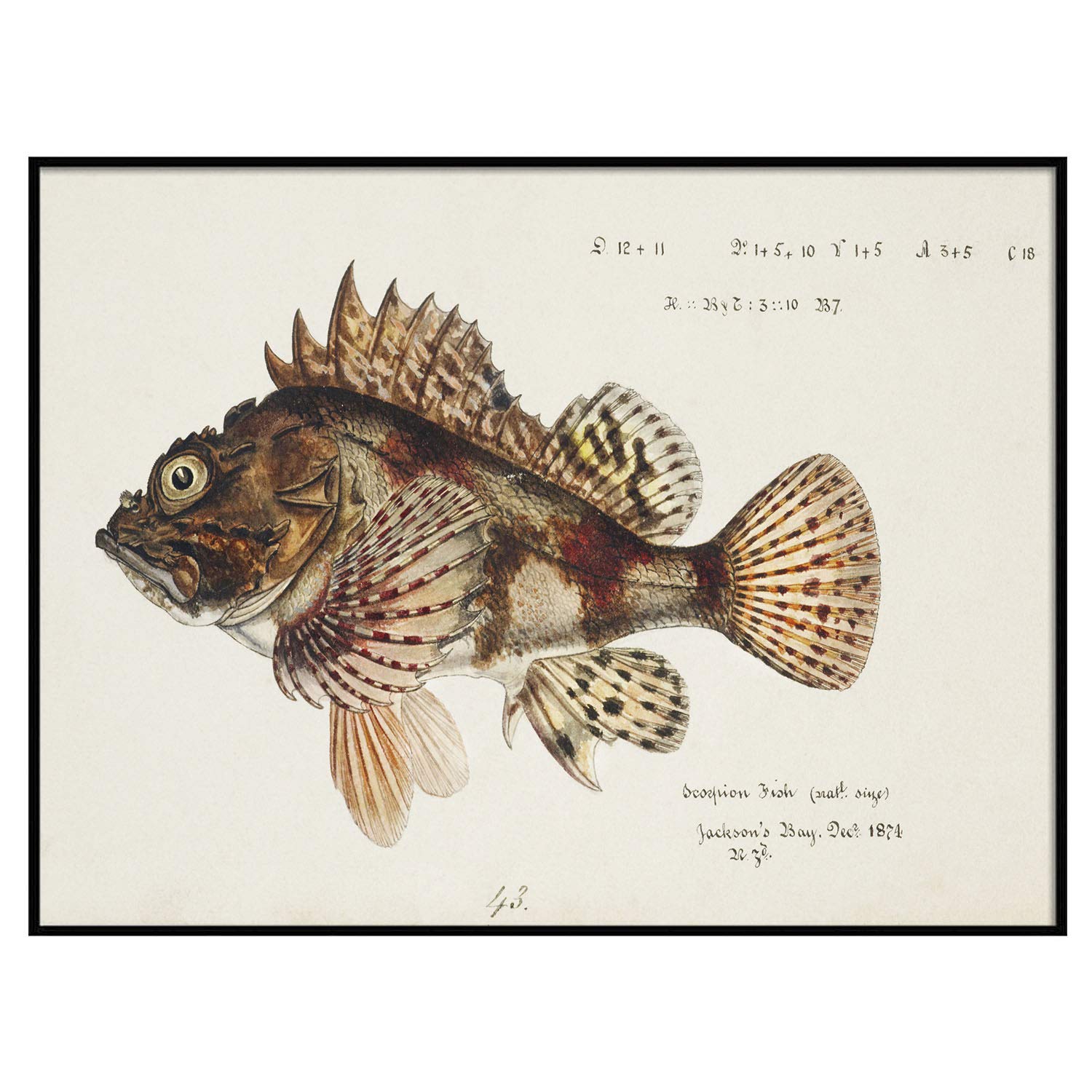 Vintage Red Scorpion Fish Print Poster - Scorpaena Scrofa Wall Art Decor | Unique Fishing Gift for Dad & Men | Perfect for Home, Office, or Man Cave Decor | 8.5x11 Inches