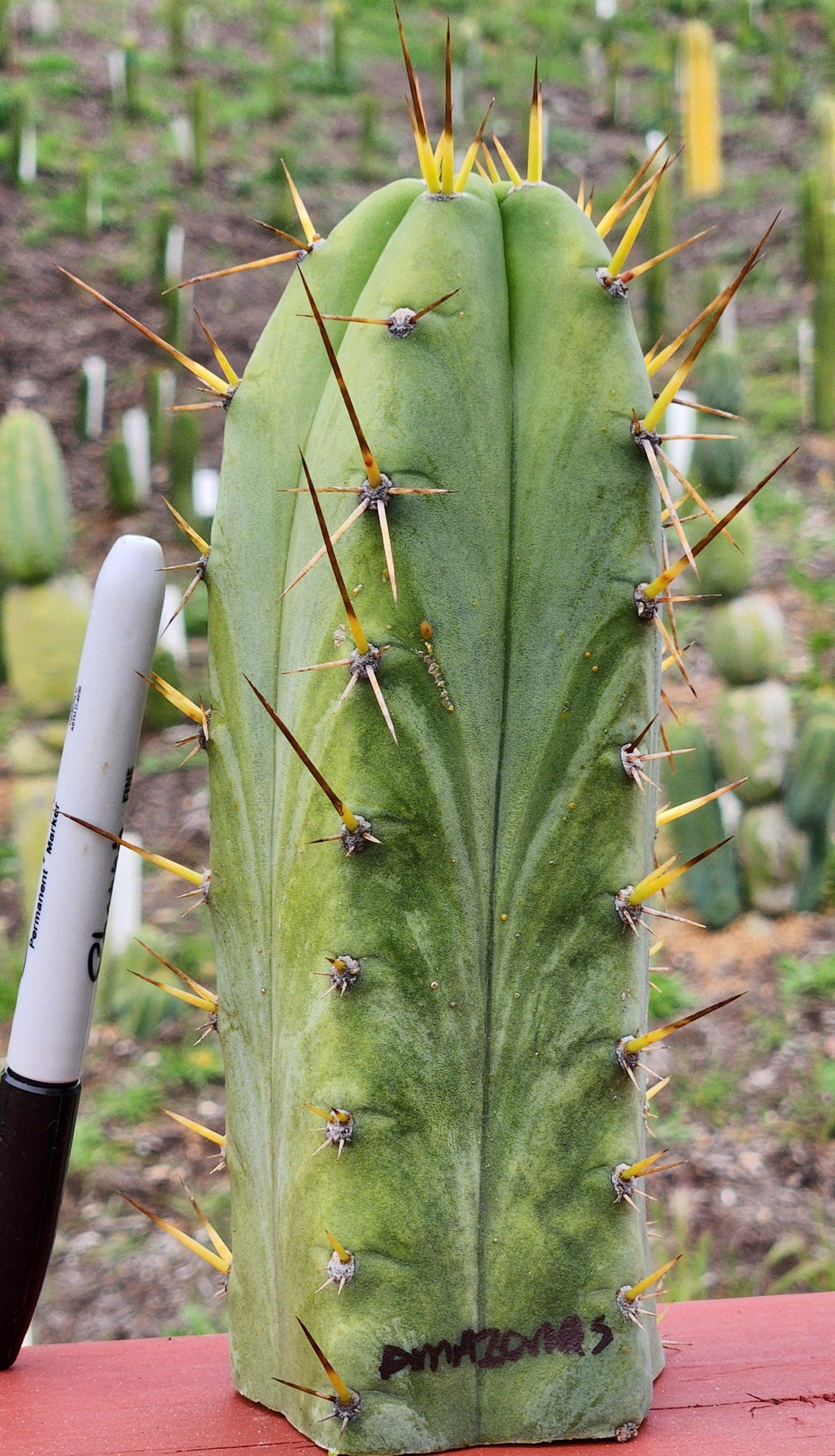 BBG Amazonas Trichocereus Cactus Cutting 7-8 Inch - Rare Succulent Plant for Home Decor, Garden & Desert Landscaping