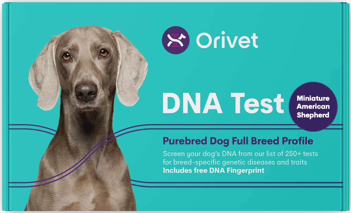 ORIVET Dog DNA Test Kit for Miniature American Shepherds - Full Breed Profile & 250+ Health Risk Analysis | At-Home Genetic Testing for Puppies & Adult Dogs | Includes Wellness Plan & Traits Report | Perfect for Pet Health Monitoring & Breeding Decisions