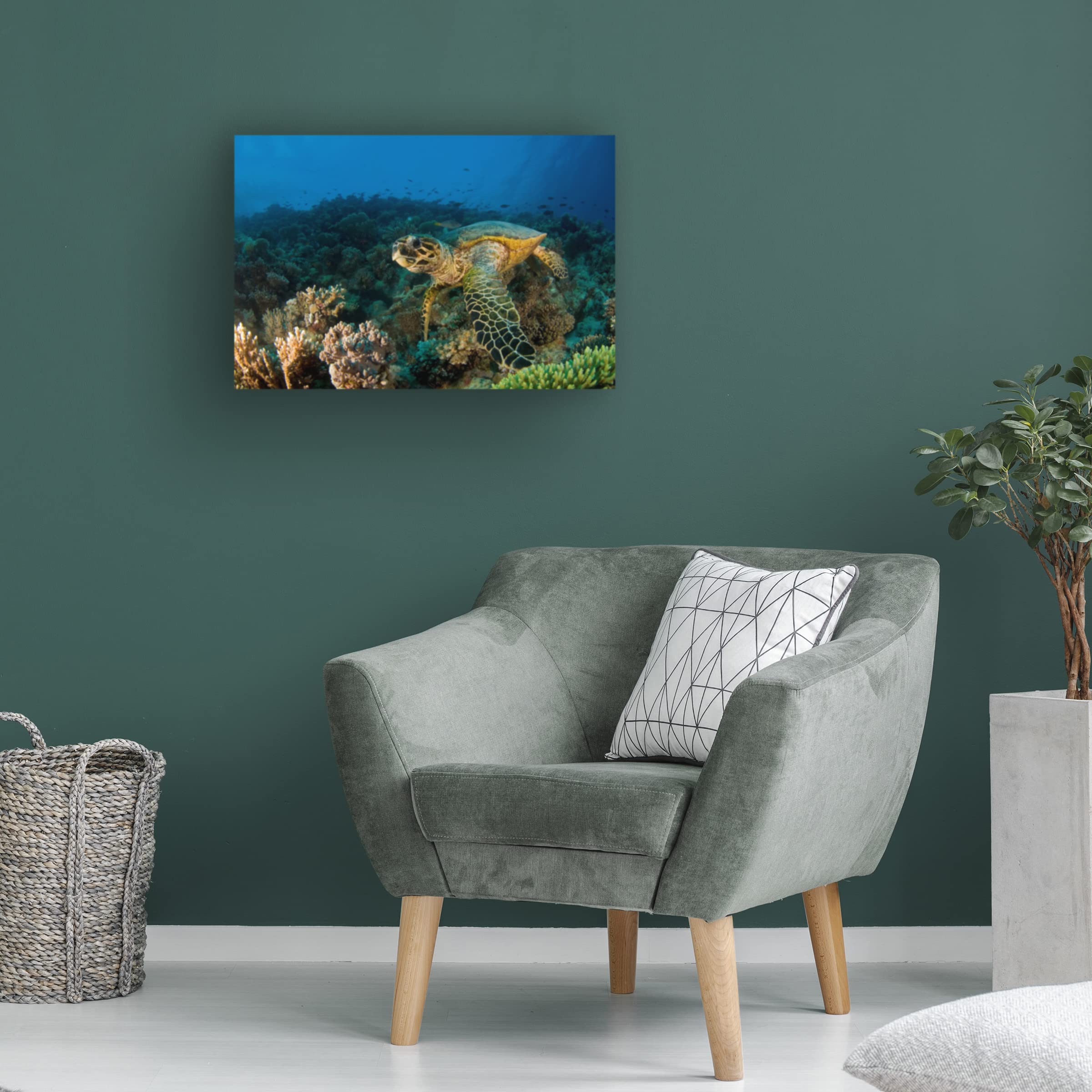 Ilan Ben Tov 'Hawksbill Turtle' Canvas Wall Art Print - Ocean Wildlife Decor for Beach House, Living Room & Office