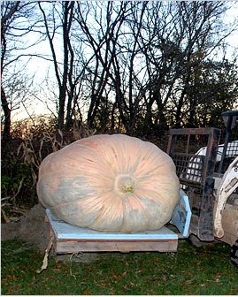 Seed Kingdom Bulk 100 Seeds - Atlantic Giant Pumpkin Heirloom Vegetable Seeds for Planting, Gardening & Giant Pumpkin Contests | Non-GMO, High Yield Pumpkin Variety for Home Garden & Fall Decorations