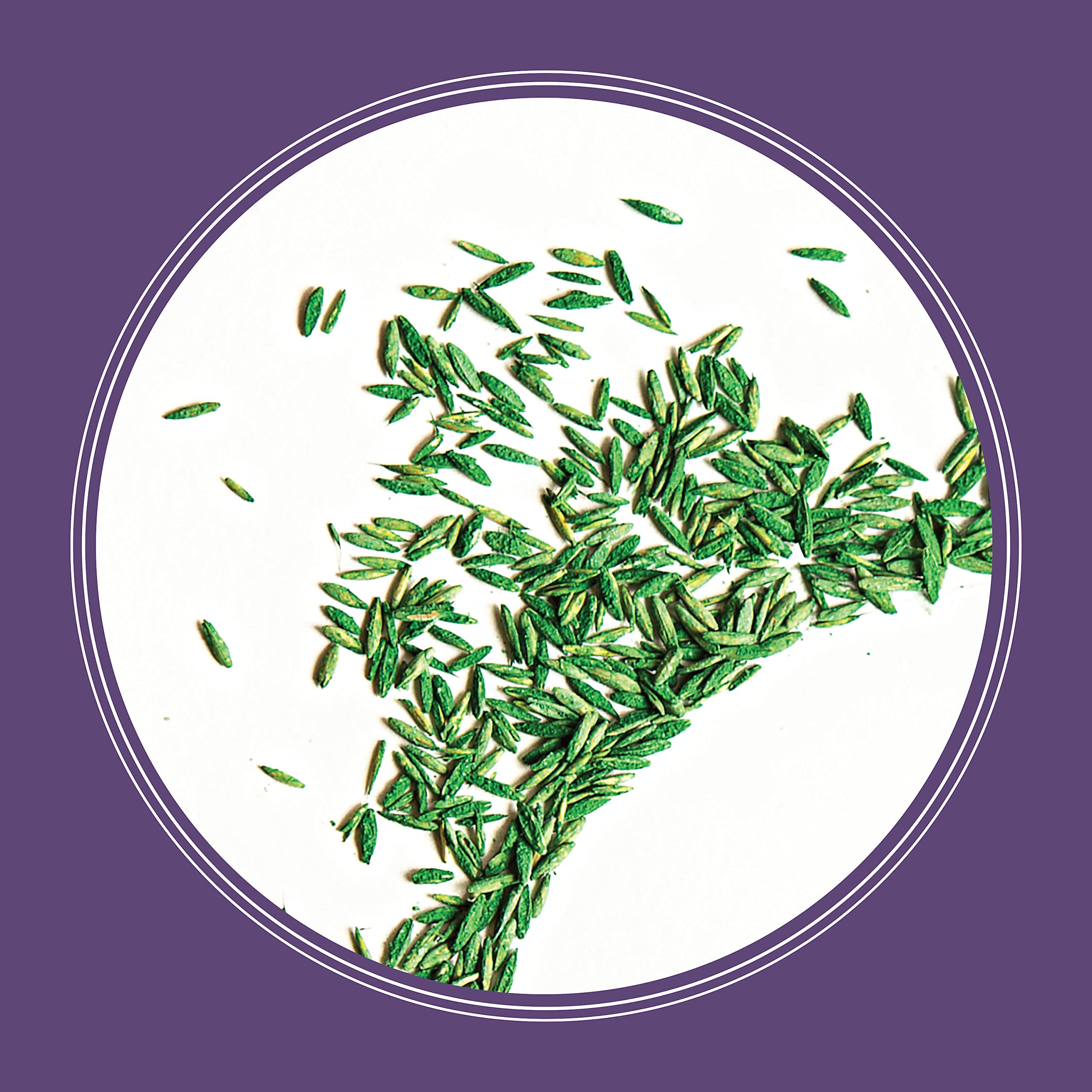 Pennington Smart Seed Dense Shade Grass Mix 3 lb - Premium Shade-Tolerant Grass Seed for Lawns | Perfect for Low-Light Areas, Under Trees & Northern Yards