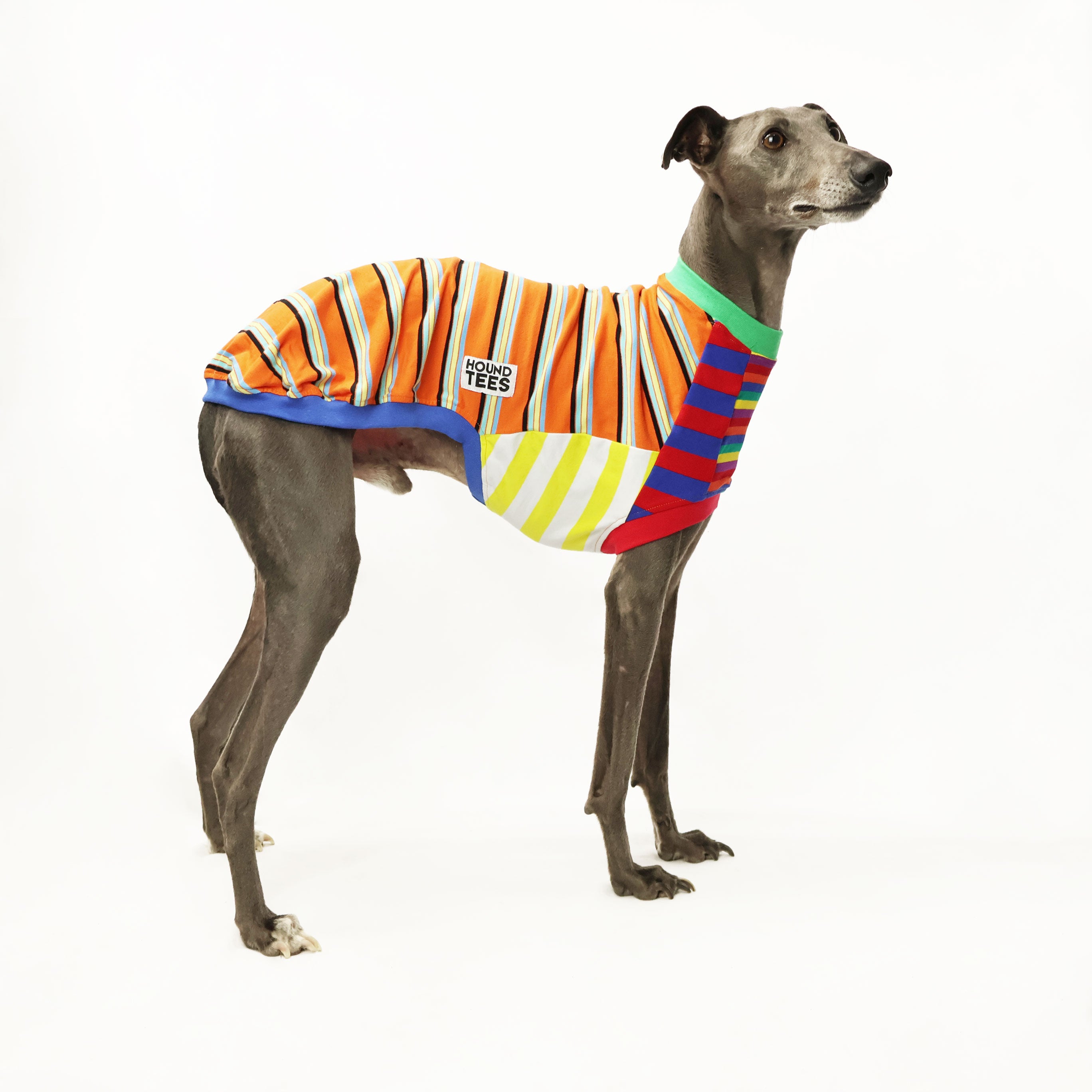 Frankie Whippet Sleeveless Hound T-Shirt for Dogs - Comfortable Pet Apparel for Summer & Outdoor Adventures