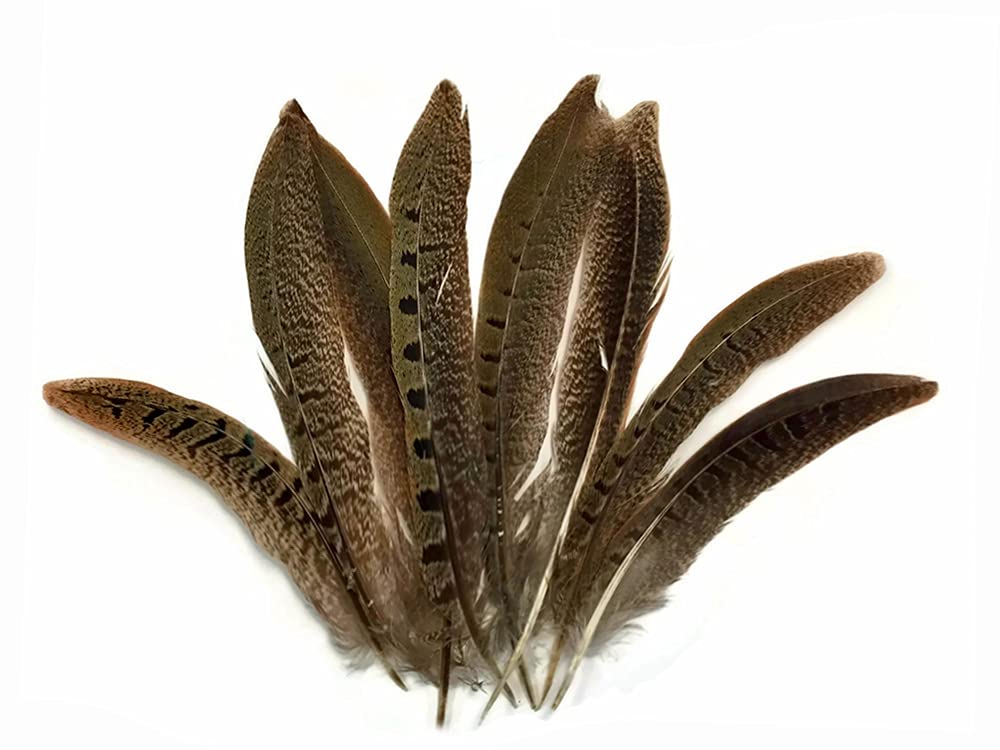 50 Pieces Bulk Natural Brown Ringneck Pheasant Tail Feathers 10-12
