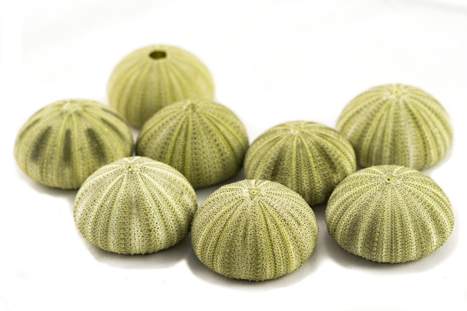 8 Green Sea Urchin Shells (1.75-2.5