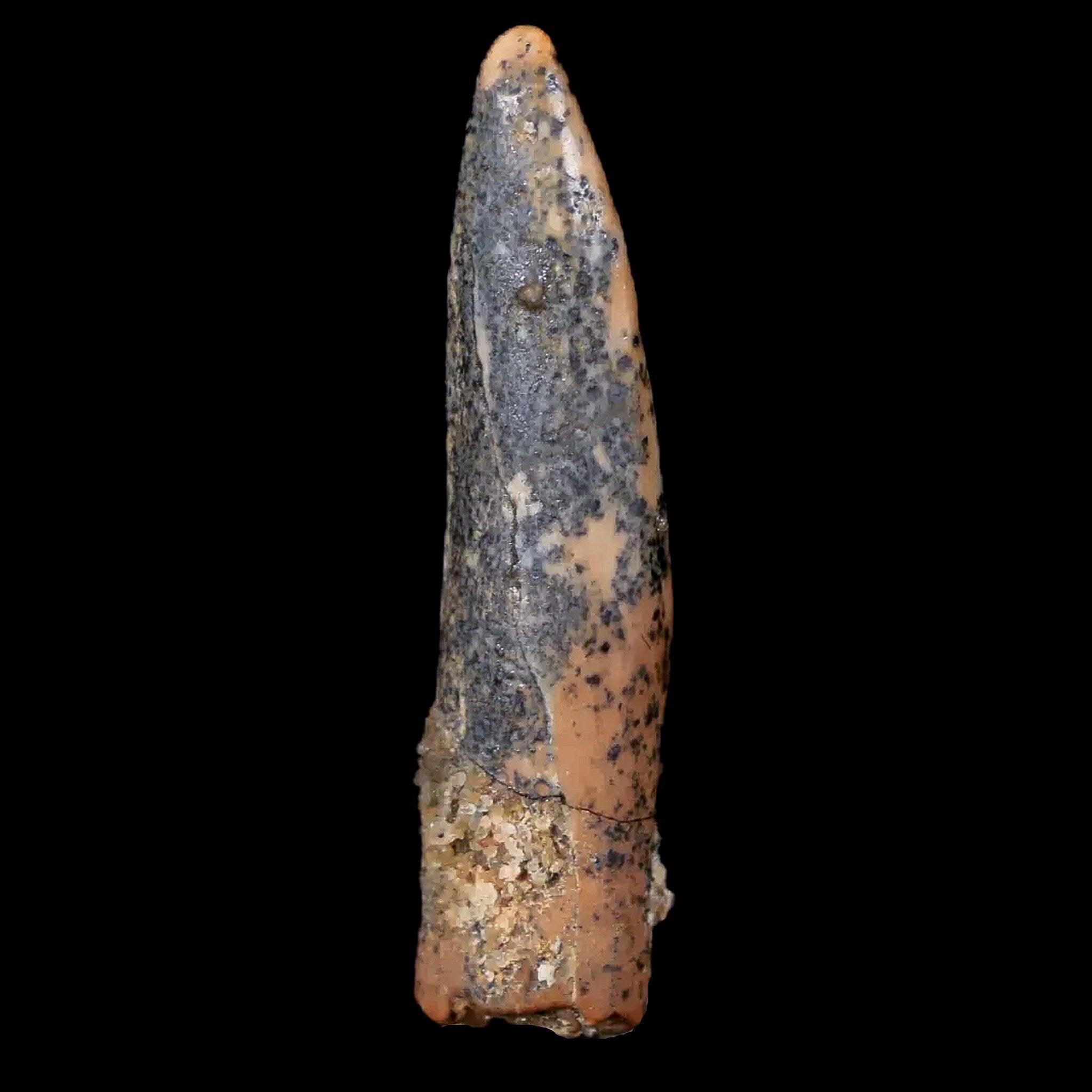 Authentic Pterosaur Coloborhynchus Fossil Tooth - Upper Cretaceous Era - Morocco Origin - Includes COA & Display Case - Perfect for Paleontology Collectors, Museum Displays & Educational Use