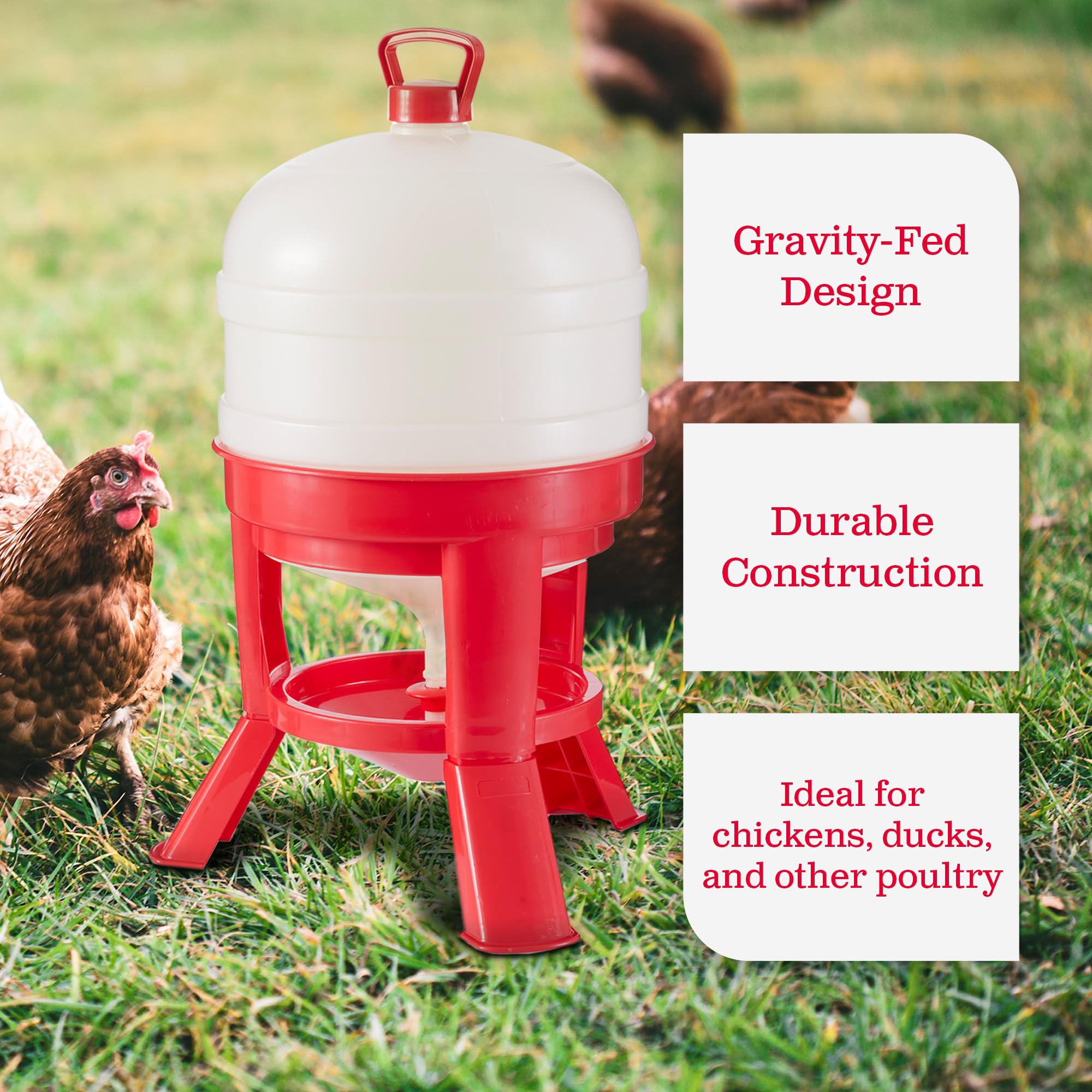 Little Giant DOMEWTR8 8 Gallon Heavy Duty Plastic Poultry Waterer with 3-Footed Stand - Automatic Chicken Water Dispenser for Coops & Backyard Flocks (Red, 2 Pack) - Ideal for Poultry Farming, Chicken Coops & Outdoor Use