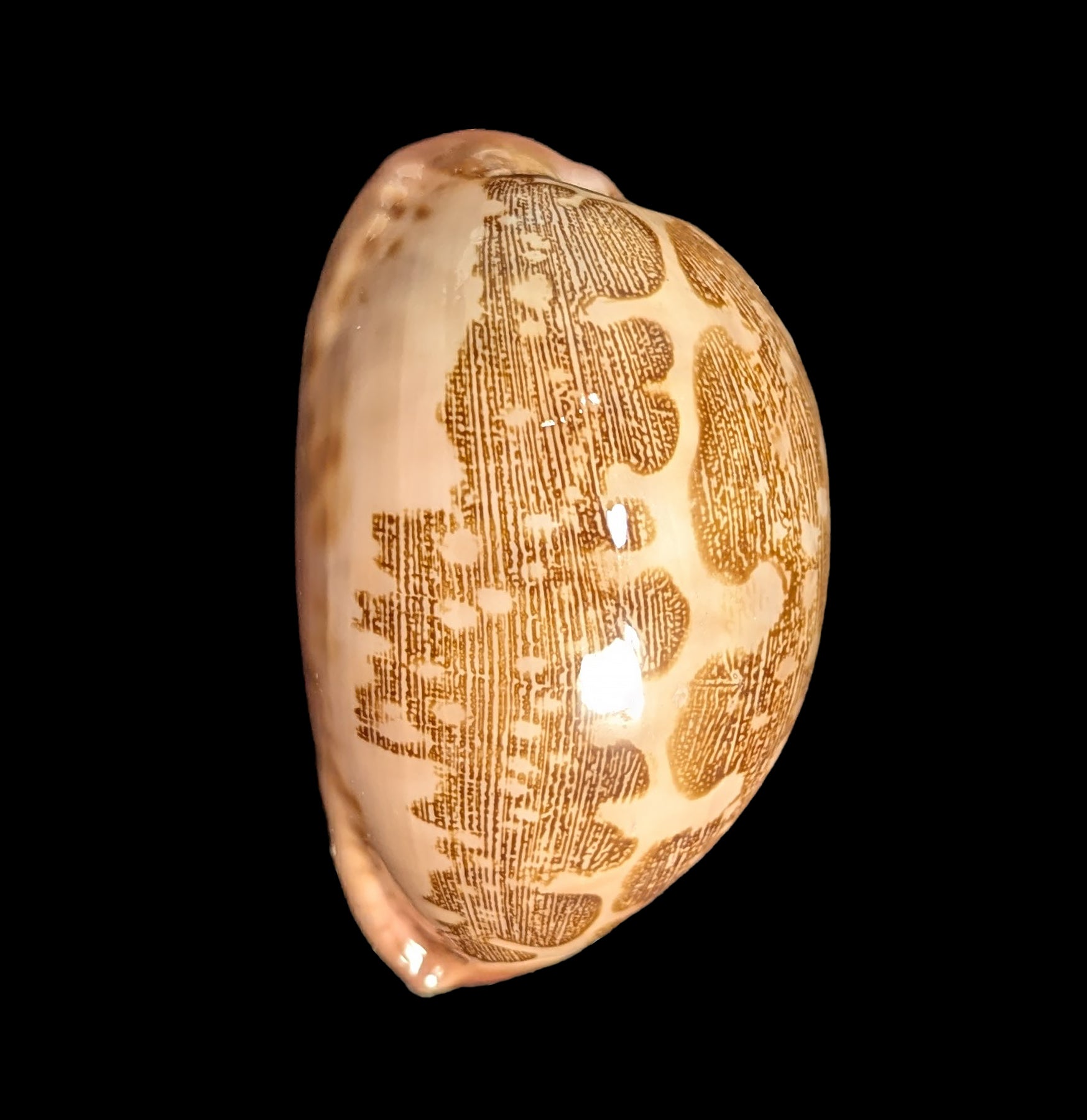 Natural Cowrie Shells for Jewelry Making, DIY Crafts, and Home Decor - Perfect for Beach Themed Decorations, Necklaces, and Boho Style Accessories
