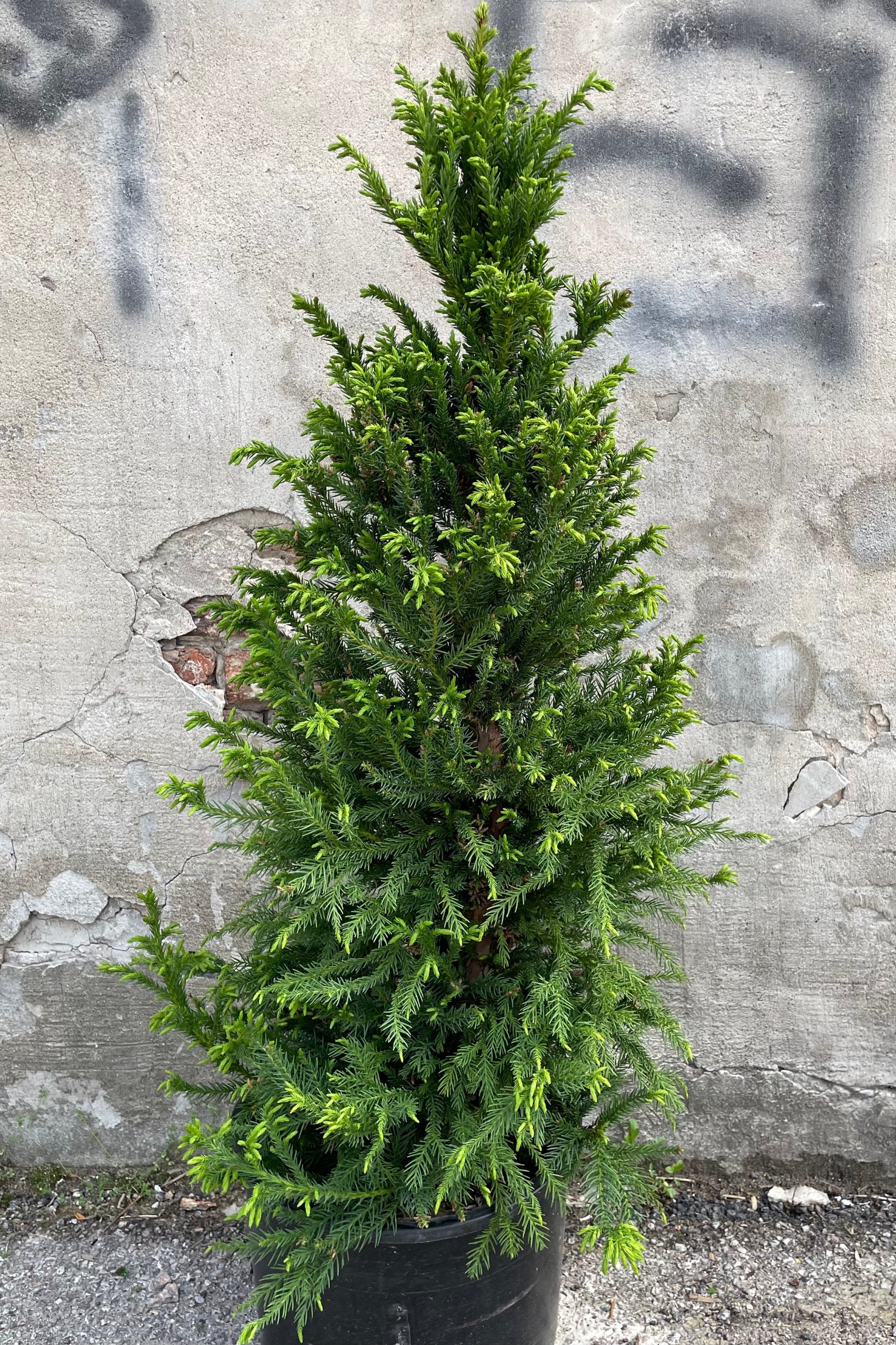 Black Dragon Japanese Cedar (Cryptomeria japonica) - #6 Container Size | Evergreen Privacy Tree for Landscaping & Garden Borders