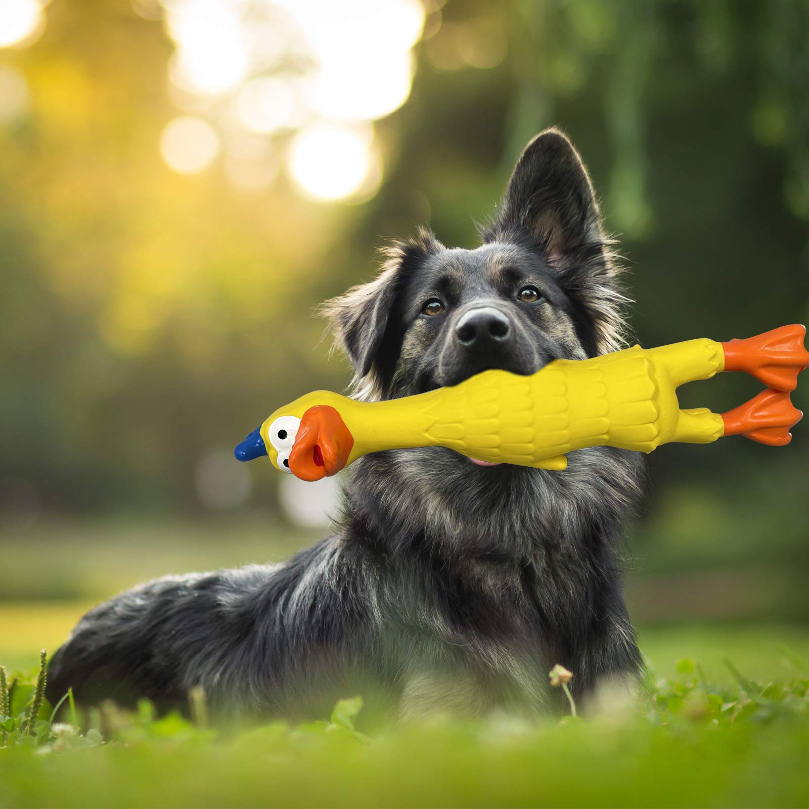 **PetLike Squeaky Dog Toys – Safe Latex Rubber Chew Toys for Small & Medium Dogs – Screaming Rubber Duck Dog Toy Set (Duck, 2 Pack) – Perfect for Playtime, Training & Interactive Fun**