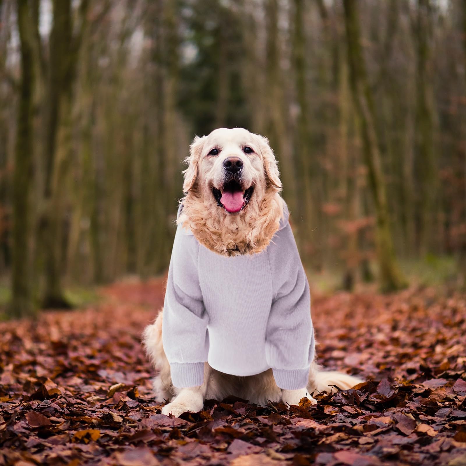 Winter Dog Coats & Sweatshirts for Small Dogs - Warm Hoodie for Chihuahua, French Bulldog & Other Small Breeds | Perfect for Outdoor Walks & Cold Weather Protection