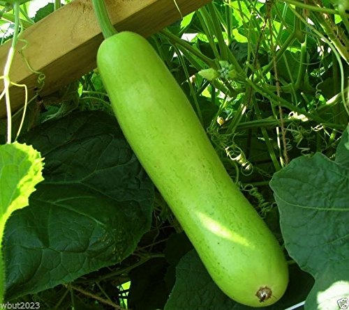 Calabash Long Asian Vegetable Seeds - Edible Bottle Gourd, Gaguava Bean, Opo, Lauki (10 Seeds) - Perfect for Home Gardening, Organic Farming & Asian Cuisine