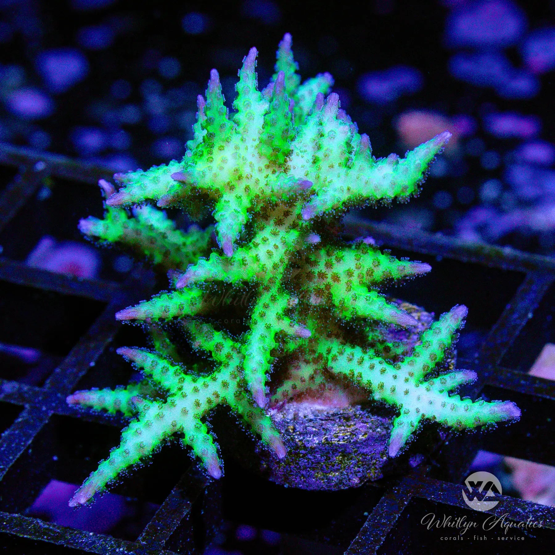 C39 Ponape Birdsnest Coral - Premium WYSIWYG Live Coral for Saltwater Aquariums | Perfect for Reef Tanks & Marine Aquascaping