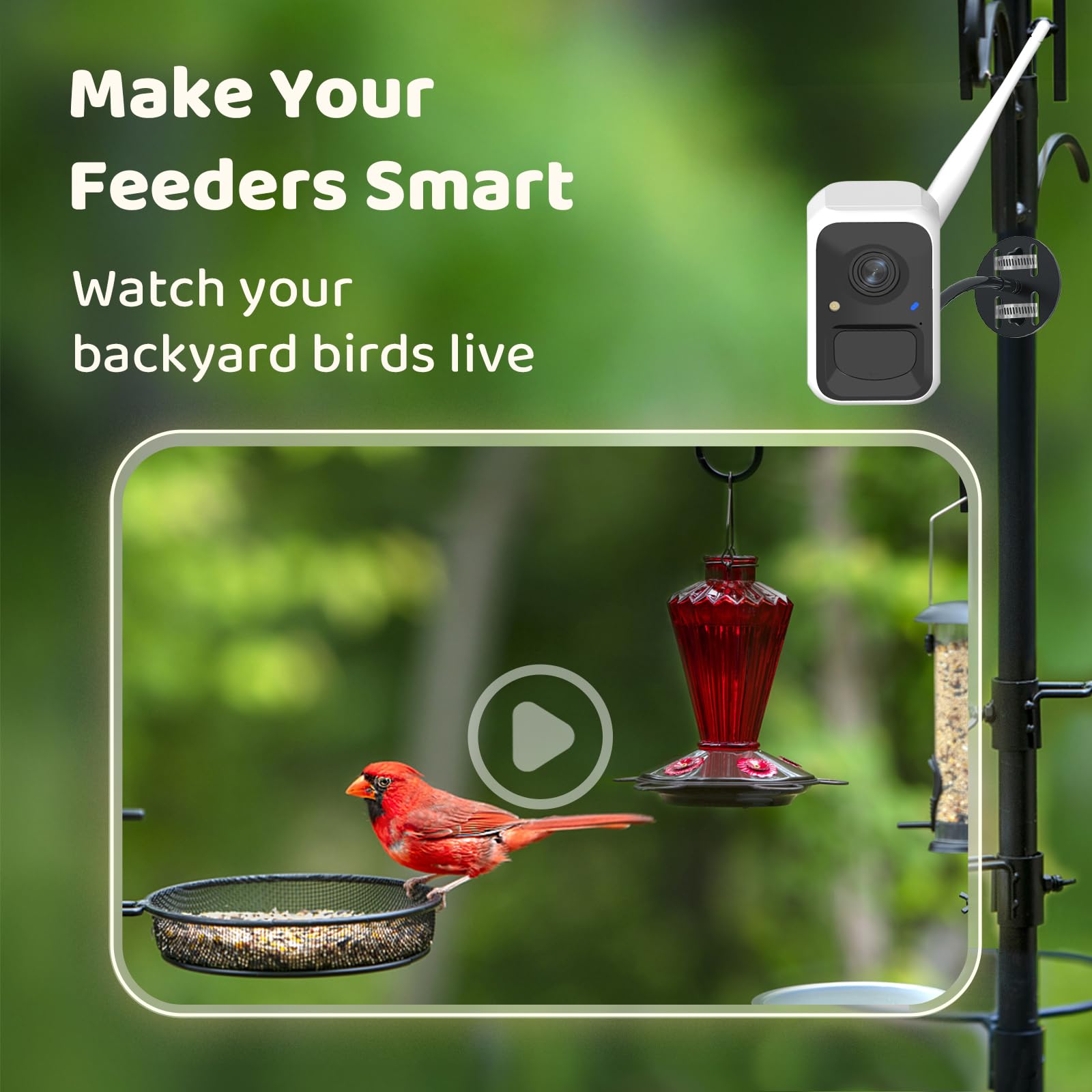 NETVUE by Birdfy Smart Bird Feeder Camera with AI - Auto Bird Video Capture, 6000+ Species Identification, Adjustable Brackets & Instant Notifications - Perfect for Backyard Bird Watching & Wildlife Monitoring