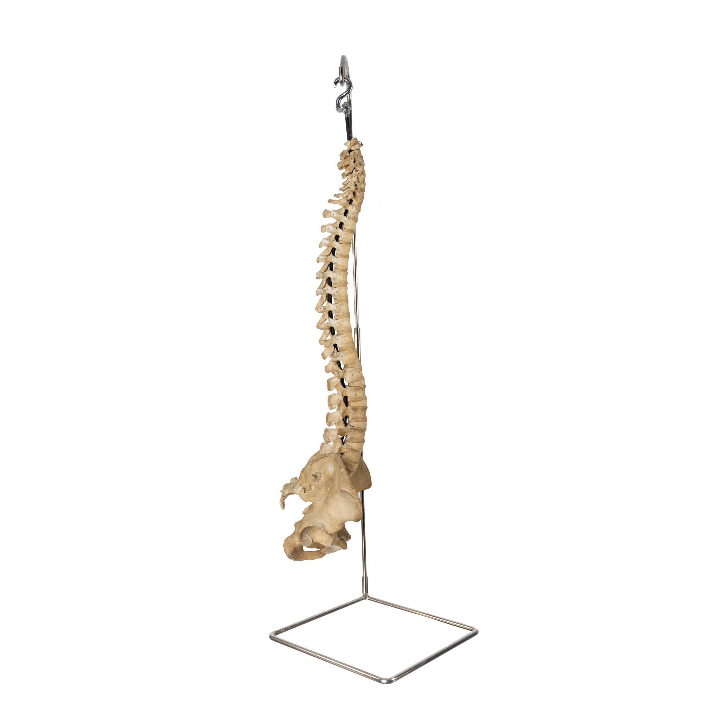 Authentic Human Spine, Sacrum & Pelvis Model with Stand - Perfect for Medical Education, Anatomy Study & Classroom Demonstrations