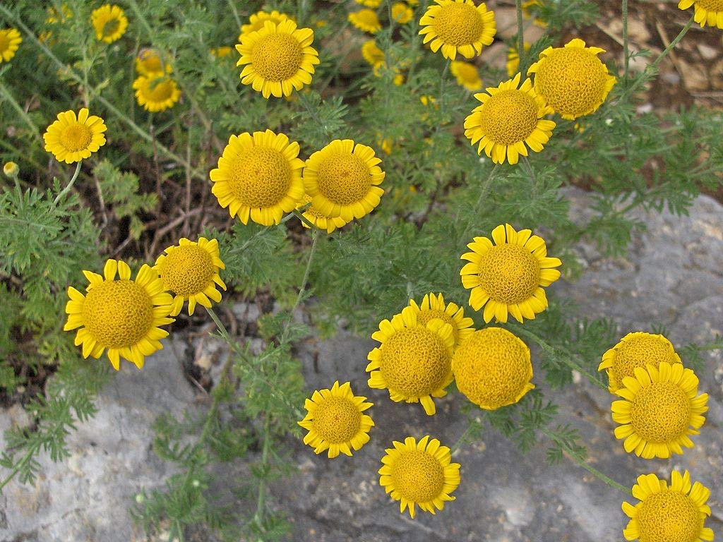 Golden Marguerite Starter Plants (10 Pack) - Anthemis Tinctoria for Garden Landscaping & Pollinator Gardens - Perfect for Borders, Rock Gardens & Cut Flower Arrangements