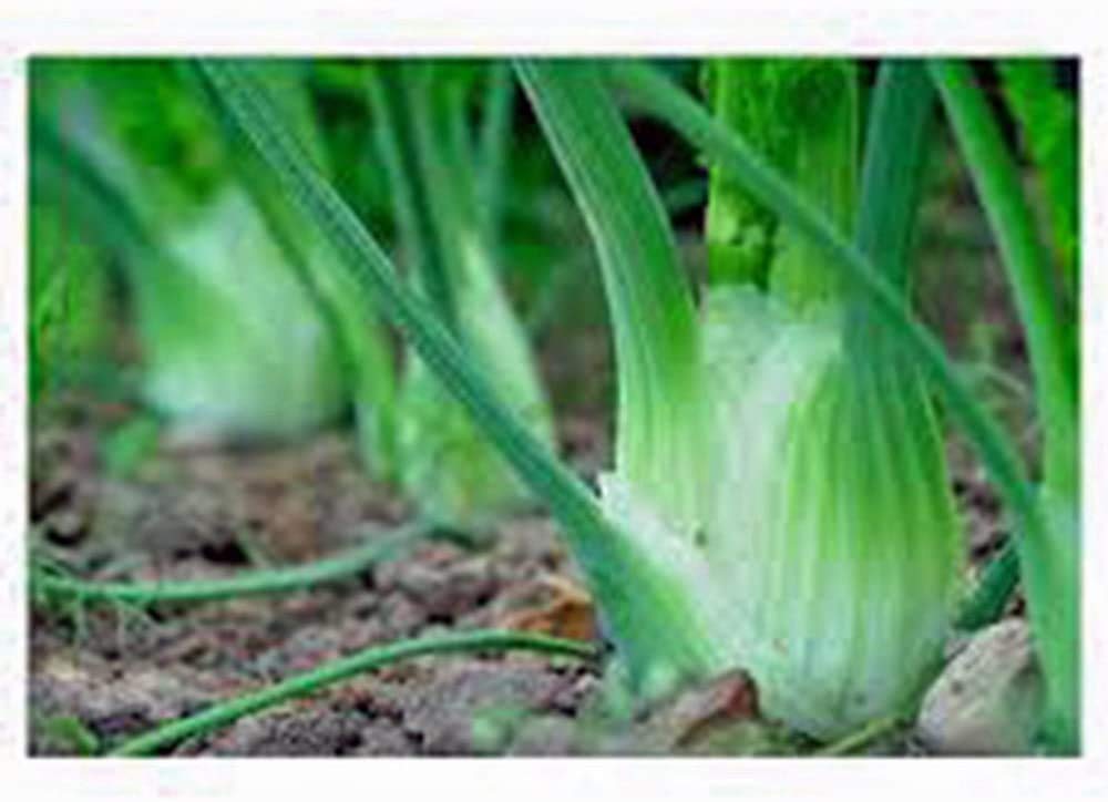 Organic Heirloom Florence Fennel Seeds - Non-GMO, 50+ Count - Country Creek Acres - Perfect for Herb Gardens, Cooking & Natural Remedies