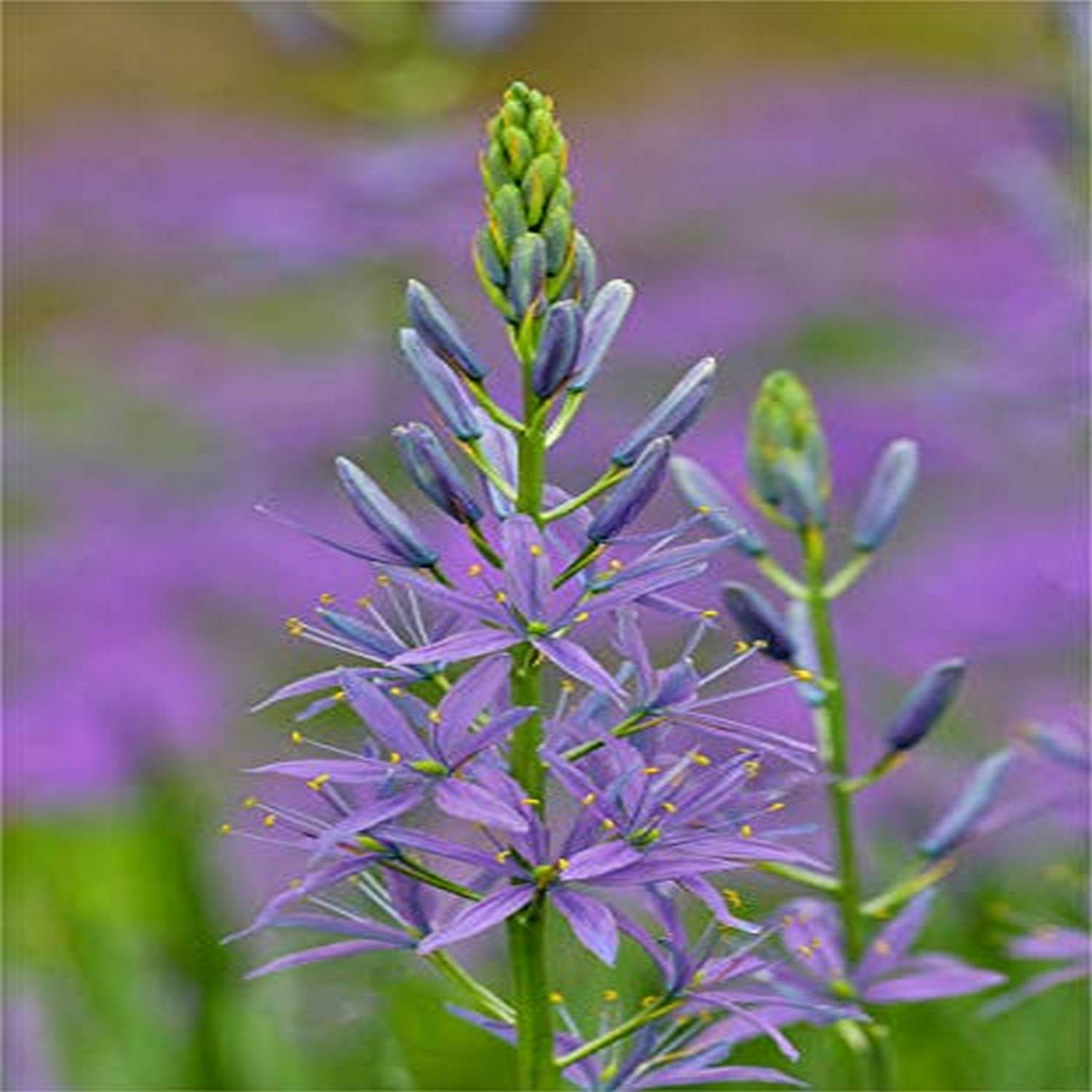 24 x 36 Camas Along Bell's Run Creek Photo Print - Chanticleer Garden Landscape Wall Art, Wayne Pennsylvania Poster - Perfect for Living Room, Bedroom & Office Decor
