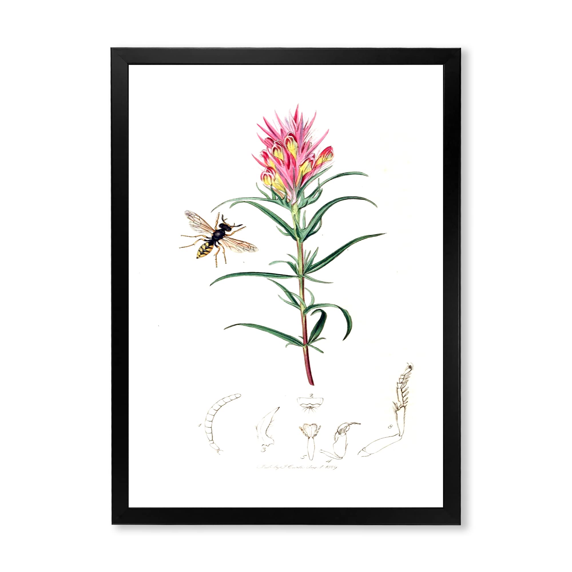 Vintage Insects and Plants Framed Wall Art - Farmhouse Decor for Living Room, Bedroom, Kitchen & Office - Nature Inspired Home Decor