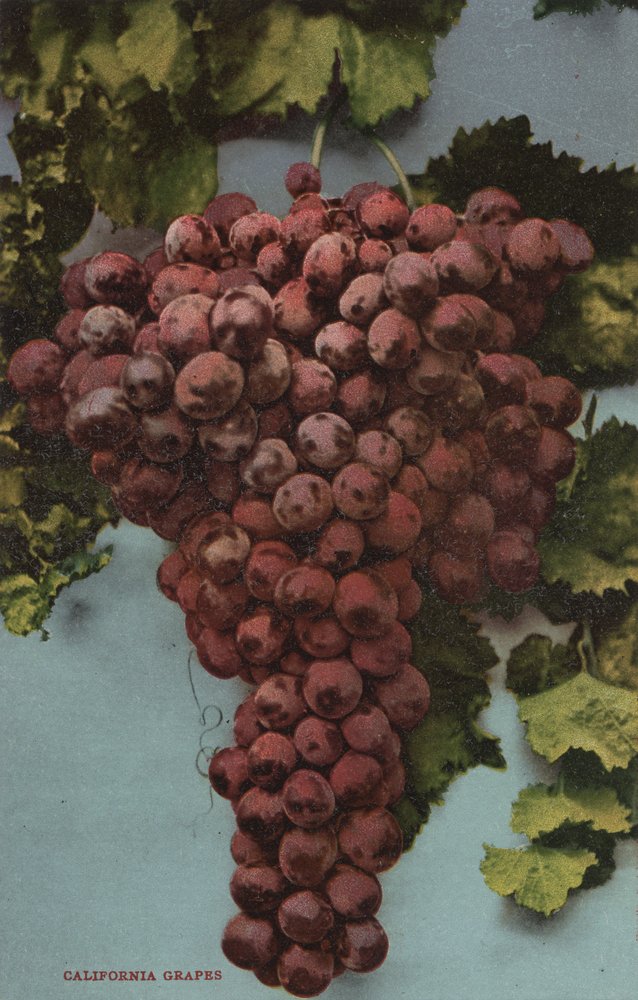 California Grapes Fruit Chromo Lithograph - 16x24 Giclee Art Print, Vibrant Wall Decor for Living Room, Kitchen & Office | High-Quality Textured Gallery Artwork